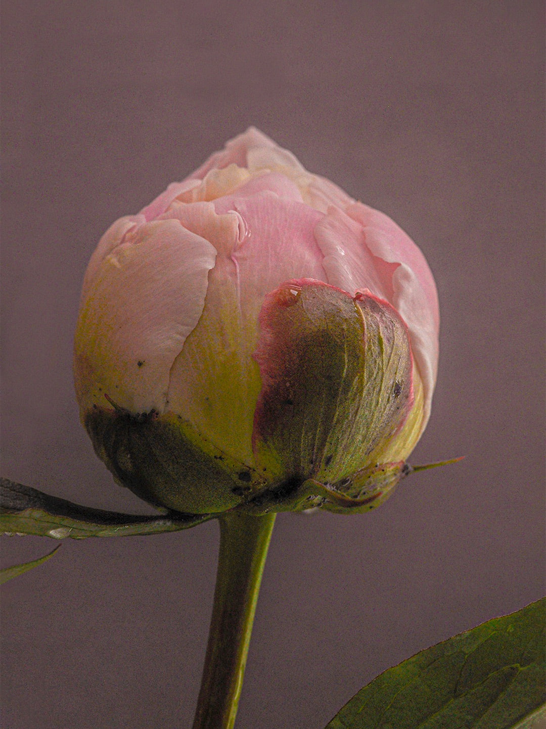 Pivoine, matière première des parfums Parfum d'Éthique, Grasse