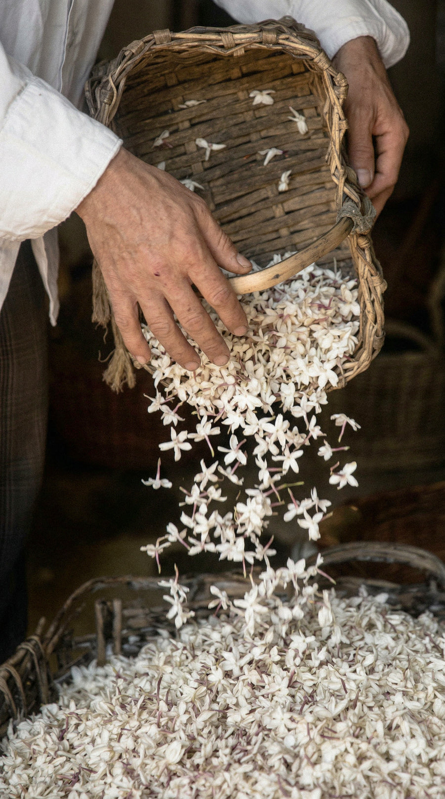 Cueilleur versant des fleurs de jasmin fraîchement récoltées dans un panier en osier, savoir-faire traditionnel grassois